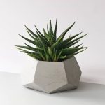 مینی گلدان کاکتوس بتنی